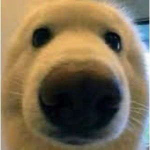 Meet your Posher, Coopa